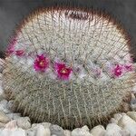 Mammillaria haageana Hábitos