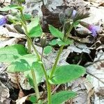 Pulmonaria obscura Fuelha