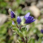 Veronica fruticans Blomma