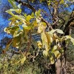 Erythrina brucei Листок