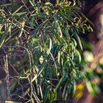Podocarpus neriifolius Leaf