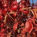 Viburnum carlesii عادت