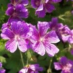 Geranium ibericum Flower