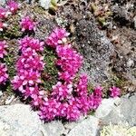 Saxifraga retusa Цветок