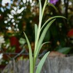 Polygala vulgaris Feuille