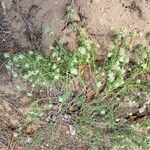 Teucrium dunense Hábito