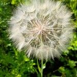 Tragopogon dubiusFruit