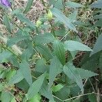 Campanula rapunculoides Foglia