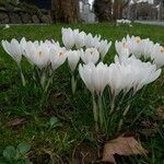 Crocus vernus অভ্যাস