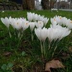 Crocus vernus ശീലം