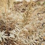 Artemisia cana Flor