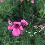 Diascia barberae Λουλούδι