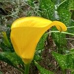 Zantedeschia jucunda