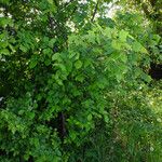 Ulmus laevis Хабит