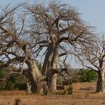 Adansonia digitata Deilen