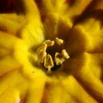 Primula vulgaris 其他