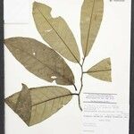 Aspidosperma myristicifolium Hoja