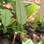 Phyllanthus castus