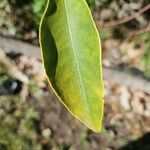 Citrus japonica List