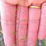 Draba muralis Φρούτο