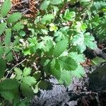 Acaena ovalifolia Leaf