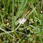 Lysimachia tenella Vivejo