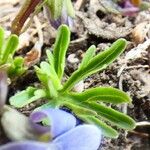 Viola pinnata Leaf