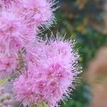 Spiraea douglasii Fiore