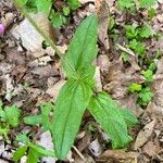 Penstemon canescens Leaf