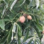 Aesculus flava Fruit