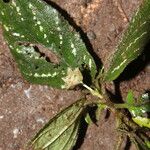 Achyrospermum tisserantii Habit