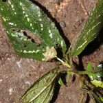 Achyrospermum tisserantii Hábitos
