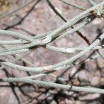 Eriogonum elongatum 樹皮