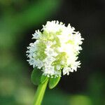 Spermacoce verticillata Floare