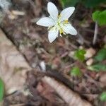 Coptis trifolia Flower