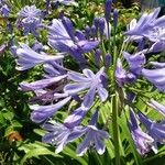 Agapanthus praecoxFlower