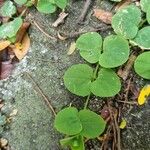 Drymaria cordata Leaf