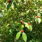 Lonicera maackii Fruit