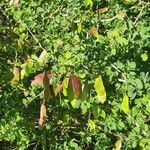 Acacia mellifera Συνήθη χαρακτηριστικά