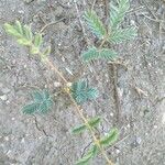Hoffmannseggia glauca Leaf