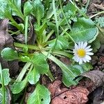 Bellis perennis Liść