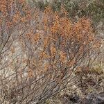 Myrica gale Habit