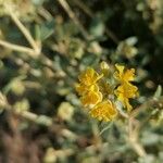 Helianthemum squamatum Flor