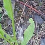 Erigeron annuus Blad