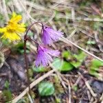 Soldanella alpinaKukka