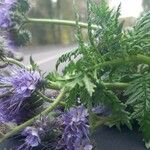 Phacelia tanacetifolia Λουλούδι