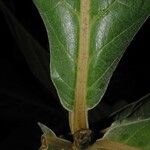 Ocotea valerioides Leaf