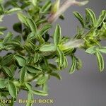 Adenocarpus foliolosus Altul/Alta