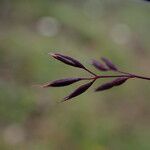 Calamagrostis lahulensis