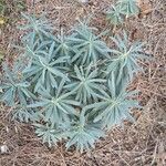 Euphorbia characias Ліст